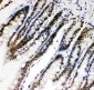 Anti-HIF-1-Alpha Picoband Antibody